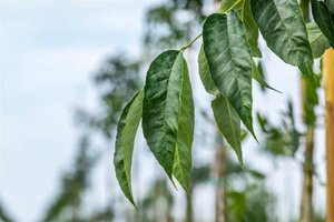 Fraxinus amer. 'Autumn Purple' 6-8 Hoogstam wortelgoed - afbeelding 2