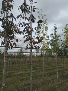 Fraxinus amer. 'Autumn Purple' 8-10 Hoogstam wortelgoed - afbeelding 1