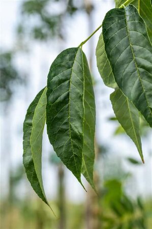 Fraxinus amer. 'Autumn Purple' 8-10 Hoogstam wortelgoed - afbeelding 5