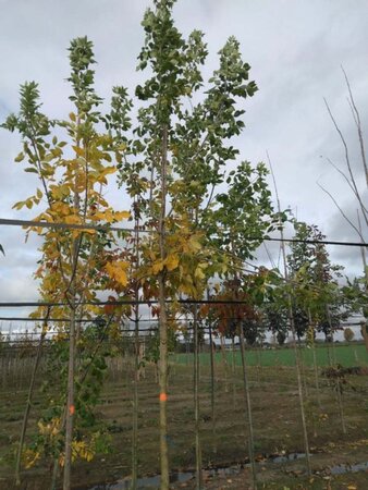 Fraxinus americana 14-16 Hoogstam wortelgoed 2 X verplant