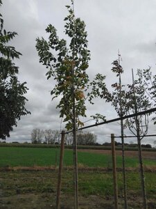 Fraxinus americana 16-18 Hoogstam draadkluit 3 X verplant