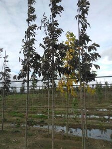 Fraxinus amer. 'Skyline' 12-14 Hoogstam wortelgoed 2 X verplant - afbeelding 1