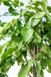 Fraxinus amer. 'Skyline' 12-14 Hoogstam wortelgoed 2 X verplant - afbeelding 2