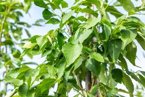 Fraxinus amer. 'Skyline' 12-14 Hoogstam wortelgoed 2 X verplant - afbeelding 3