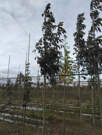 Fraxinus amer. 'Skyline' 14-16 Hoogstam wortelgoed 2 X verplant - afbeelding 1