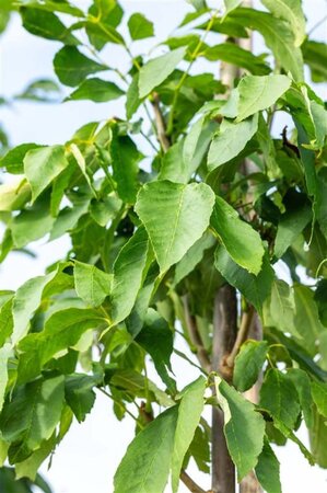 Fraxinus amer. 'Skyline' 14-16 Hoogstam wortelgoed 2 X verplant - afbeelding 2