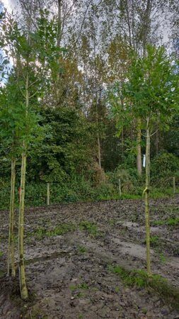 Fraxinus e. 'Altena' 12-14 Hoogstam wortelgoed 2 X verplant