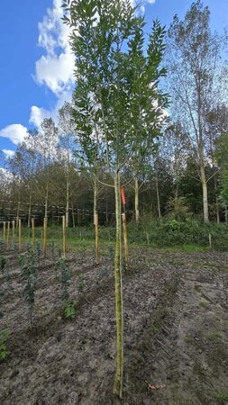 Fraxinus e. 'Altena' 14-16 Hoogstam wortelgoed 2 X verplant - afbeelding 2