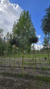 Fraxinus e. 'Altena' 25-30 Hoogstam draadkluit 3 X verplant