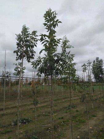 Fraxinus e. 'Altena' 8-10 Hoogstam wortelgoed - afbeelding 2