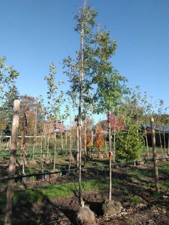 Fraxinus e. 'Westhof's Glorie' 10-12 Hoogstam draadkluit - afbeelding 1