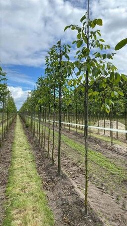 Fraxinus e. 'Westhof's Glorie' 10-12 Hoogstam draadkluit - afbeelding 2