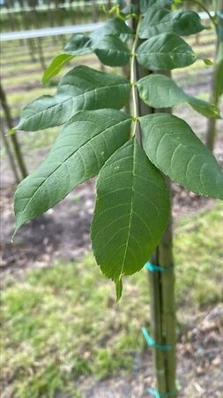 Fraxinus e. 'Westhof's Glorie' 10-12 Hoogstam draadkluit - afbeelding 3