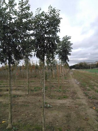 Fraxinus e. 'Westhof's Glorie' 12-14 Hoogstam wortelgoed 2 X verplant - afbeelding 1