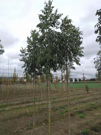 Fraxinus e. 'Westhof's Glorie' 14-16 Hoogstam wortelgoed 2 X verplant - afbeelding 1