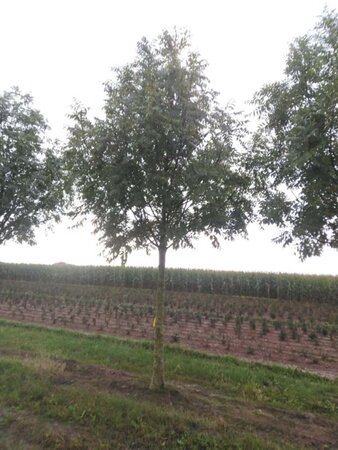 Fraxinus e. 'Westhof's Glorie' 35-40 Hoogstam draadkluit 4 X verplant - afbeelding 1