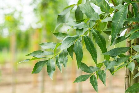 Fraxinus e. 'Westhof's Glorie' 40-45 Hoogstam draadkluit 4 X verplant - afbeelding 2