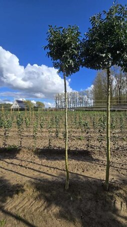 Fraxinus o. 'Mecsek' 12-14 Hoogstam wortelgoed 2 X verplant