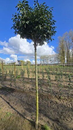 Fraxinus o. 'Mecsek' 14-16 Hoogstam wortelgoed 2 X verplant - afbeelding 2