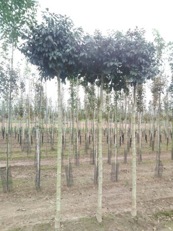 Fraxinus o. 'Mecsek' 16-18 Hoogstam draadkluit 3 X verplant - afbeelding 1