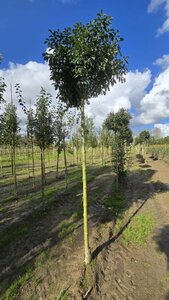 Fraxinus o. 'Mecsek' 16-18 Hoogstam draadkluit 3 X verplant - afbeelding 2