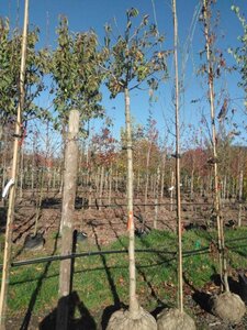 Fraxinus o. 'Mecsek' 18-20 Hoogstam draadkluit 3 X verplant - afbeelding 1