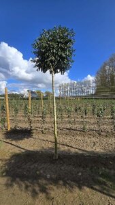 Fraxinus o. 'Mecsek' 18-20 Hoogstam draadkluit 3 X verplant - afbeelding 3