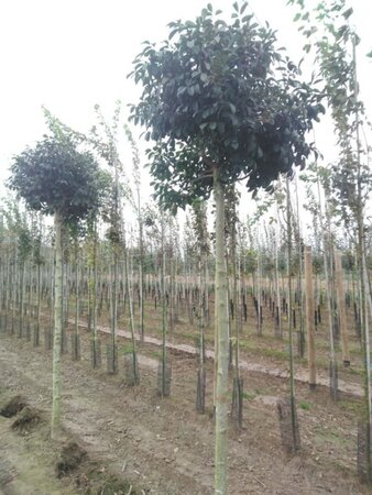 Fraxinus o. 'Mecsek' 18-20 Hoogstam draadkluit 3 X verplant - afbeelding 2