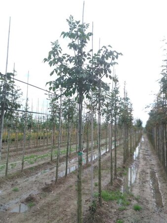 Fraxinus ornus 12-14 Hoogstam wortelgoed 2 X verplant