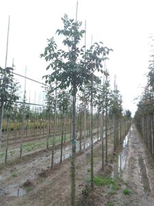 Fraxinus ornus 12-14 Hoogstam wortelgoed 2 X verplant