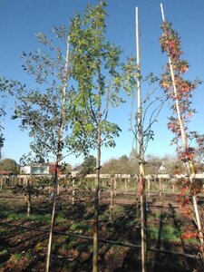 Fraxinus ornus 14-16 Hoogstam draadkluit 3 X verplant