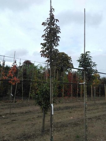 Fraxinus ornus 6-8 Hoogstam wortelgoed - afbeelding 3