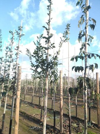 Fraxinus ornus 8-10 Hoogstam wortelgoed - afbeelding 2