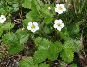 Fragaria vesca geen maat specificatie 0,55L/P9cm - afbeelding 4