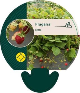 Fragaria vesca geen maat specificatie 0,55L/P9cm - afbeelding 6