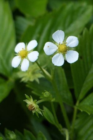 Fragaria vesca geen maat specificatie 0,55L/P9cm - afbeelding 1