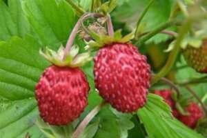 Fragaria vesca geen maat specificatie 0,55L/P9cm - afbeelding 2