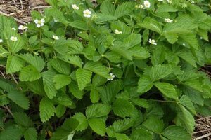 Fragaria vesca geen maat specificatie 0,55L/P9cm - afbeelding 3