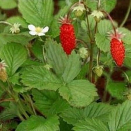 Fragaria vesca geen maat specificatie 0,55L/P9cm - afbeelding 5