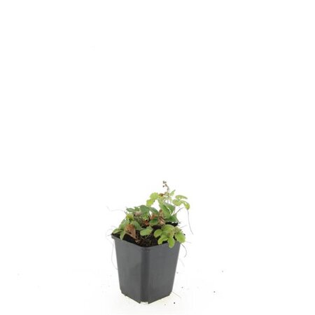 Fragaria vesca geen maat specificatie 0,55L/P9cm - image 3