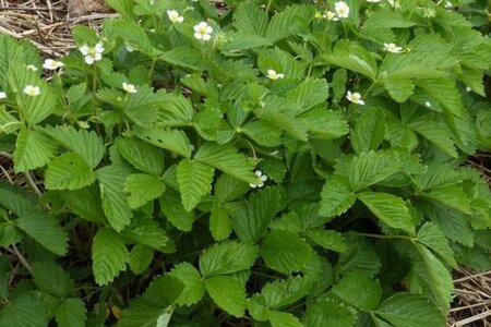 Fragaria vesca geen maat specificatie 0,55L/P9cm - image 11