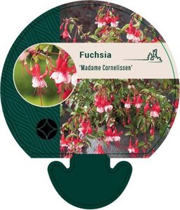 Fuchsia 'Madame Cornelissen' geen maat specificatie 0,55L/P9cm - afbeelding 2