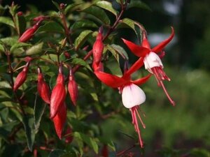 Fuchsia 'Madame Cornelissen' geen maat specificatie 0,55L/P9cm - afbeelding 1