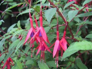 Fuchsia magellanica gracilis geen maat specificatie 0,55L/P9cm - afbeelding 1