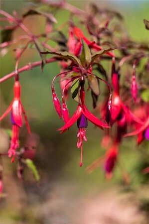 Fuchsia magellanica 'Riccartonii' geen maat specificatie 0,55L/P9cm - afbeelding 1