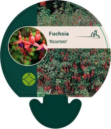 Fuchsia magellanica 'Riccartonii' geen maat specificatie 0,55L/P9cm - afbeelding 4