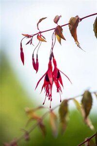 Fuchsia magellanica 'Riccartonii' geen maat specificatie 0,55L/P9cm - afbeelding 3