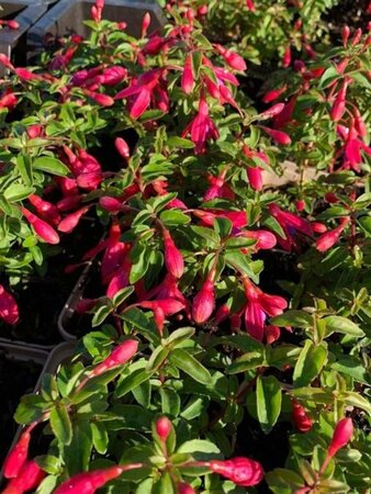 Fuchsia 'Tom Thumb' geen maat specificatie 0,55L/P9cm