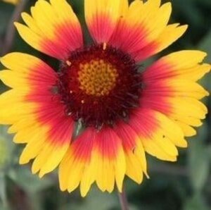 Gaillardia 'Bremen' geen maat specificatie 0,55L/P9cm