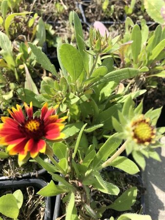 Gaillardia 'Kobold' geen maat specificatie 0,55L/P9cm - afbeelding 1